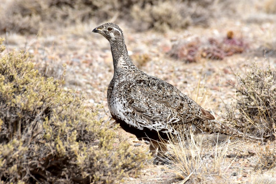 Greater sage-grouse at Seedskadee National Wildlife Refuge