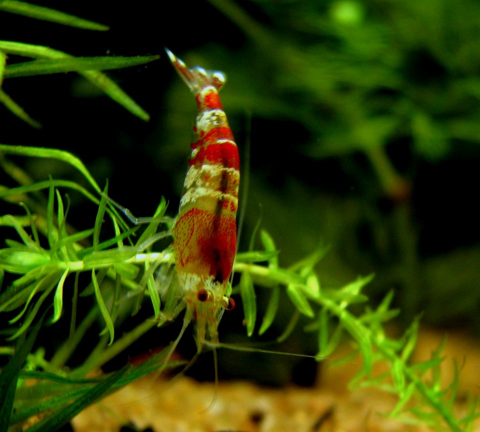 Crystal red shrimp