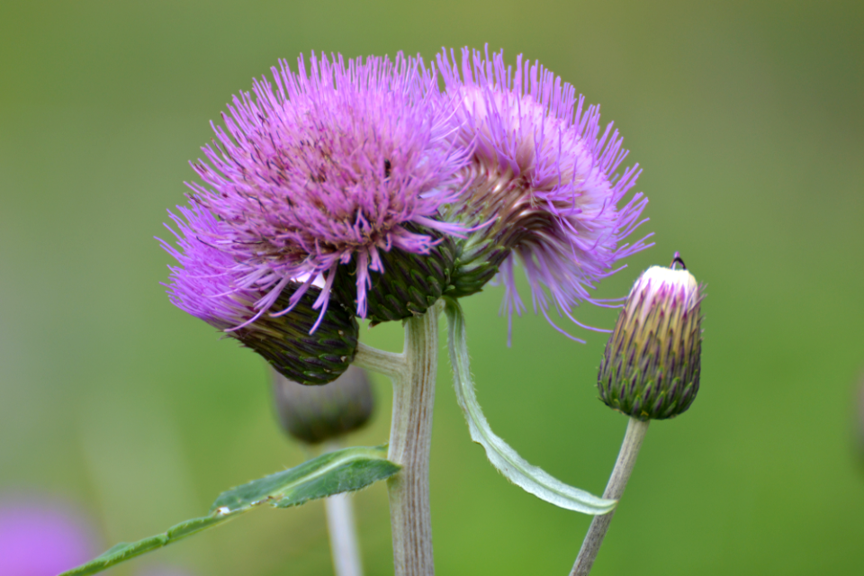 thistle