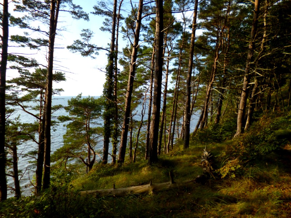 Wald und Meer II
