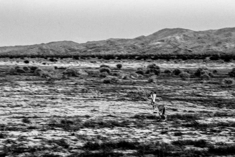 Black-tailed jackrabbit @ Joshua Tree National Park