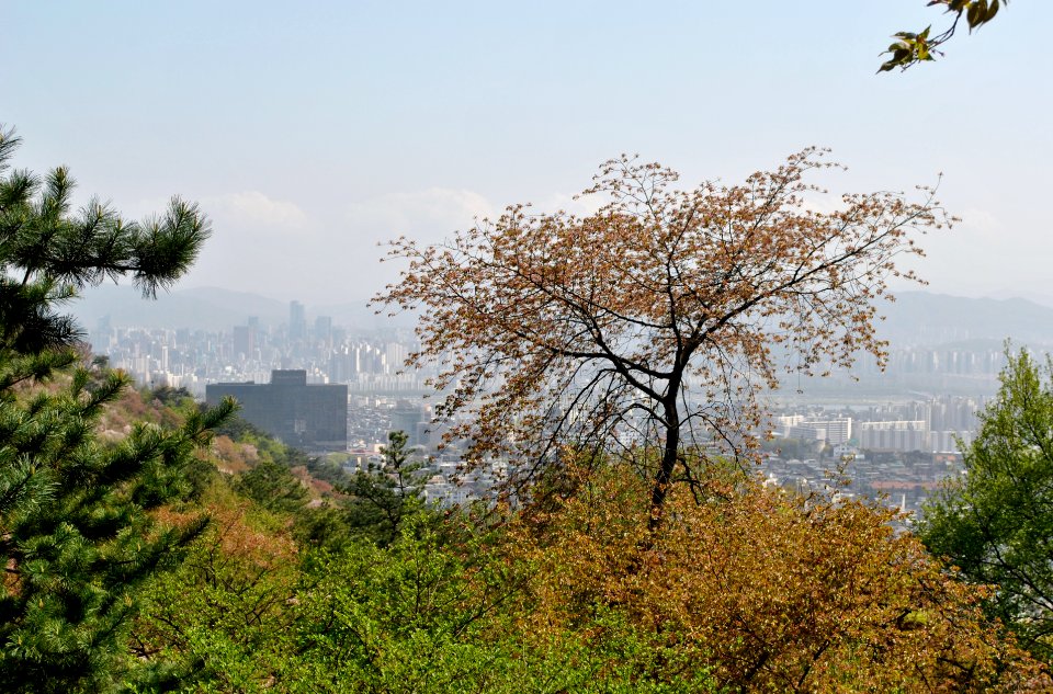 Namsan Park Spring 2016