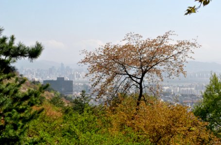 Namsan Park Spring 2016