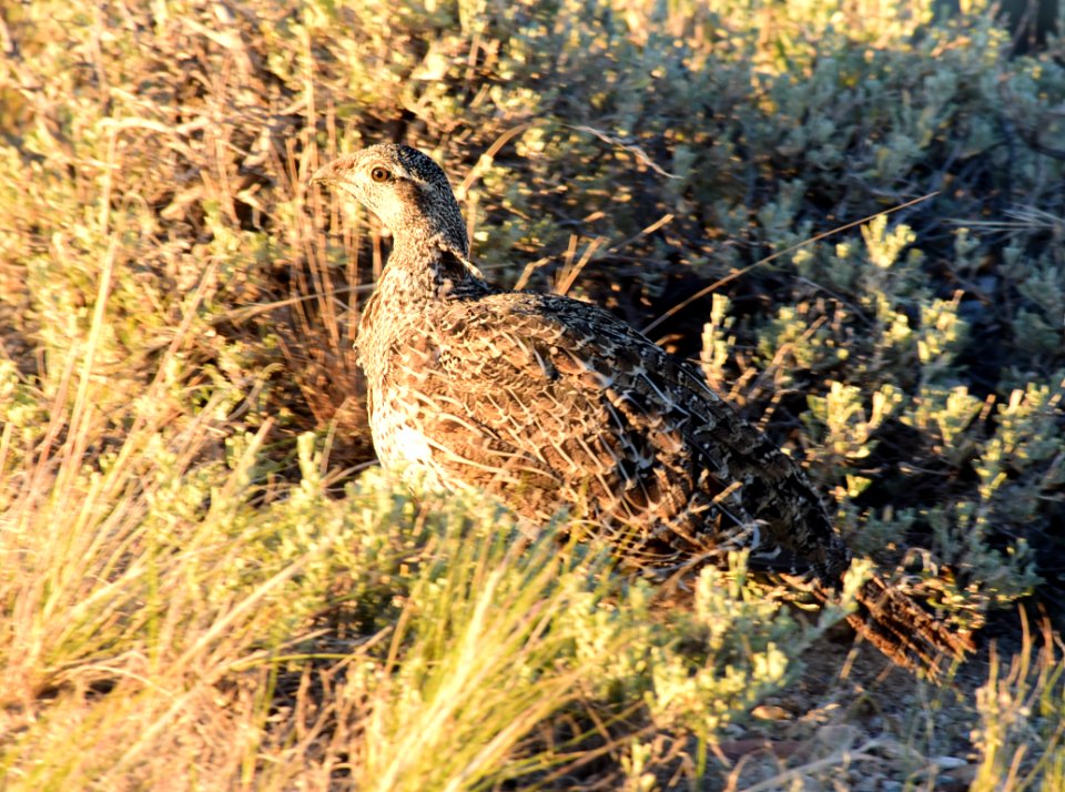 Greater sage-grouse at Seedskadee National Wildlife Refge