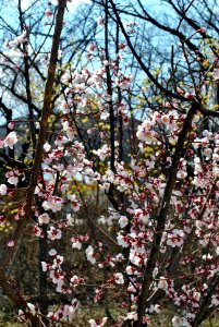 Yeouido Flower Festival