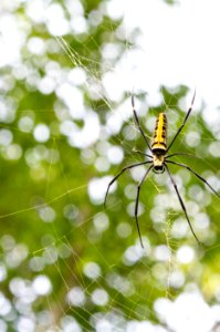 Nephila pilipes 人面蜘蛛@滿月圓森林遊樂區