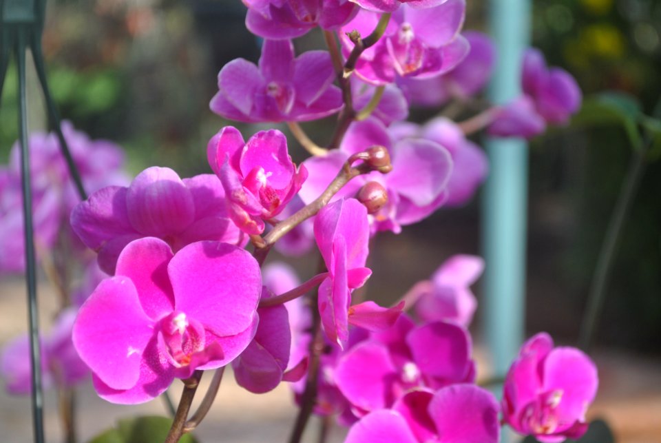 Asan Botanical Garden