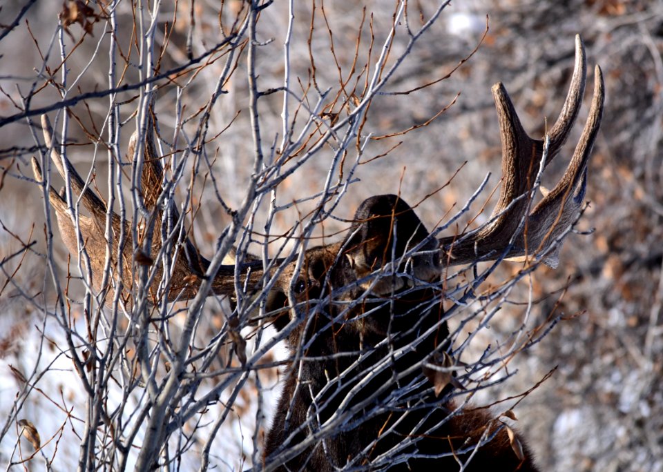 Moose at Seedskadee National Wildlife Refuge