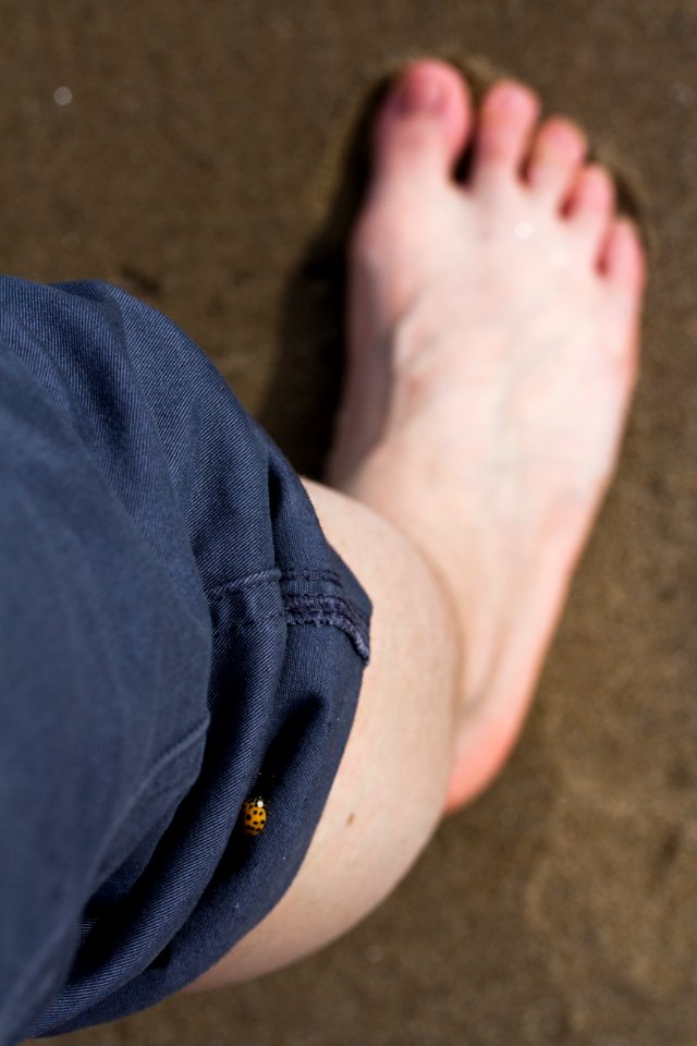Ladybird