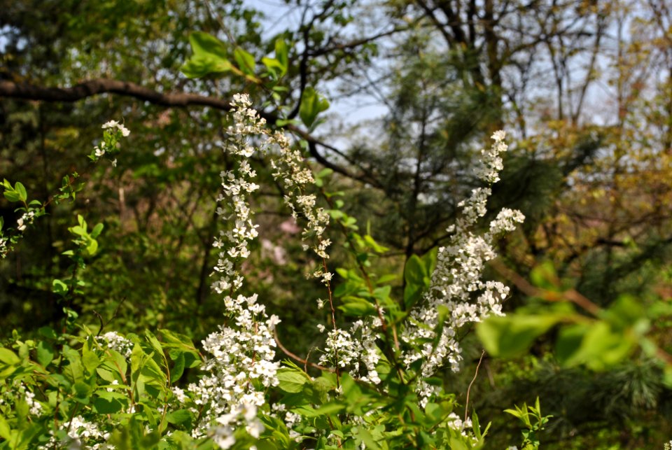 Namsan Park Spring 2016