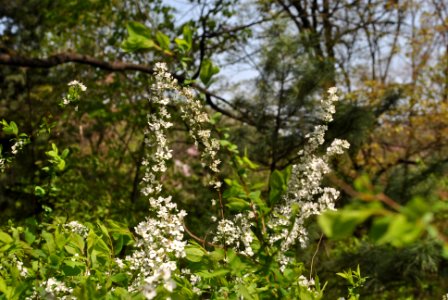 Namsan Park Spring 2016