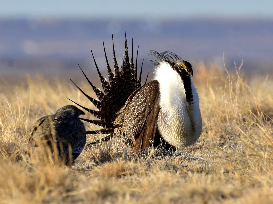 Greater sage-grouse near Seedskadee National Wildlife Refuge