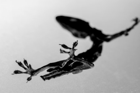Gecko