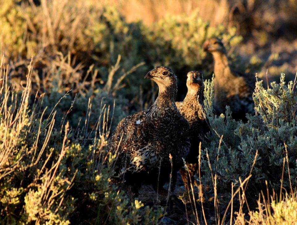Greater sage-grouse on Seedskadee National Wildlife Refuge