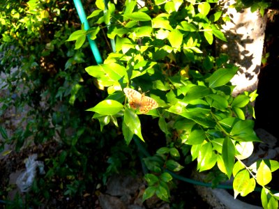 2012 05 12 s.margherita