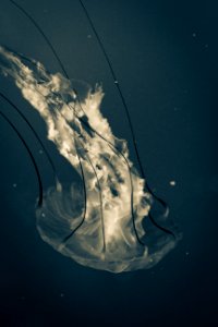 Jellyfish photo