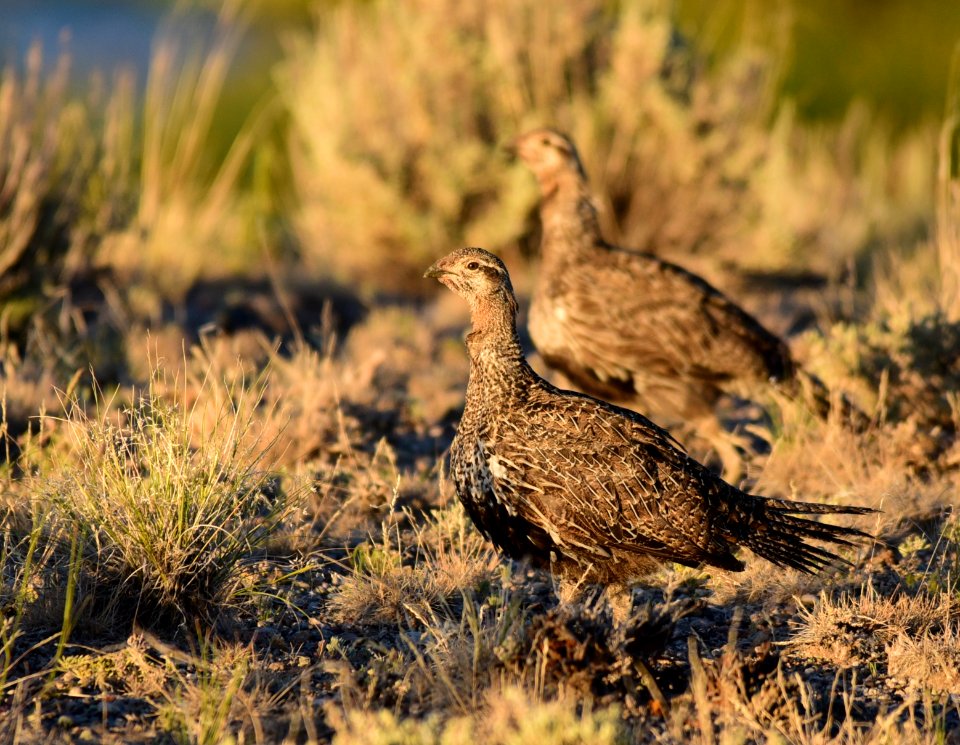Greater sage-grouse at Seedskadee National Wildlife Refuge