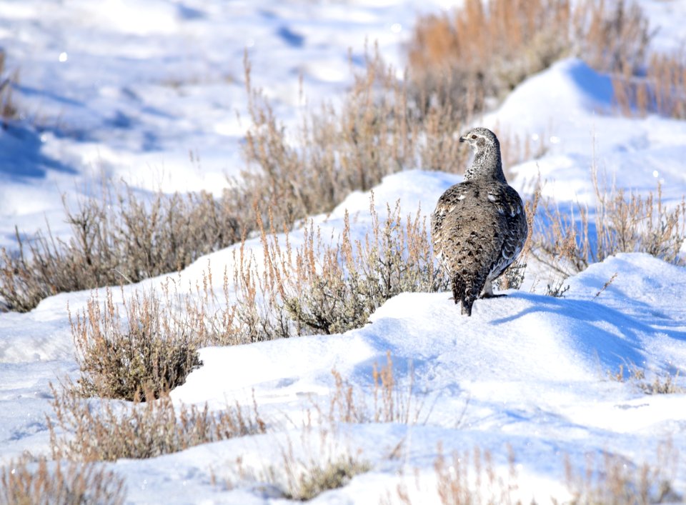 Greater sage-grouse on Seedskadee National Wildlife Refuge