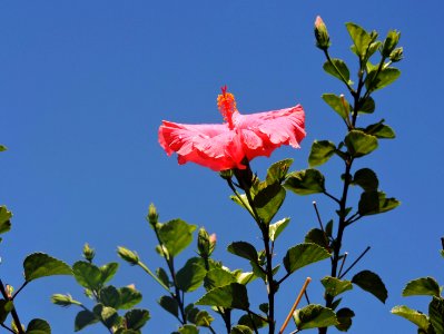 hibisco