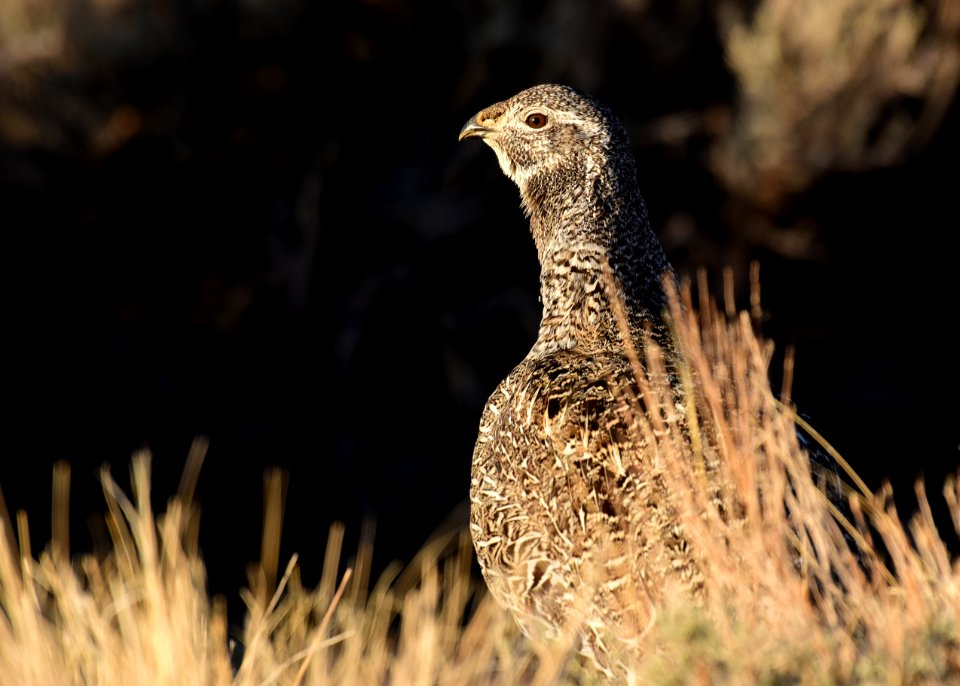 Greater sage-grouse at Seedskadee National Wildlife Refuge
