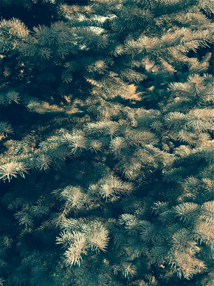 Evergreen green leaves