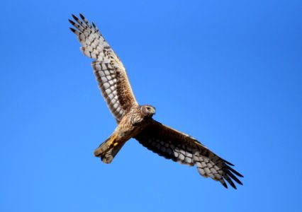 Northern harrier at Seedskadee National Wildlife Refuge