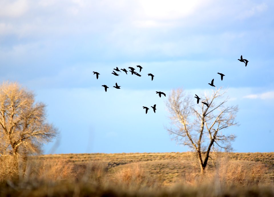 Green-winged teal at Seedskadee National Wildlife Refuge