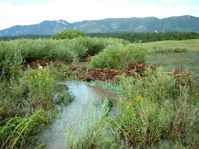Black Forest Creek - US Air Force Academy