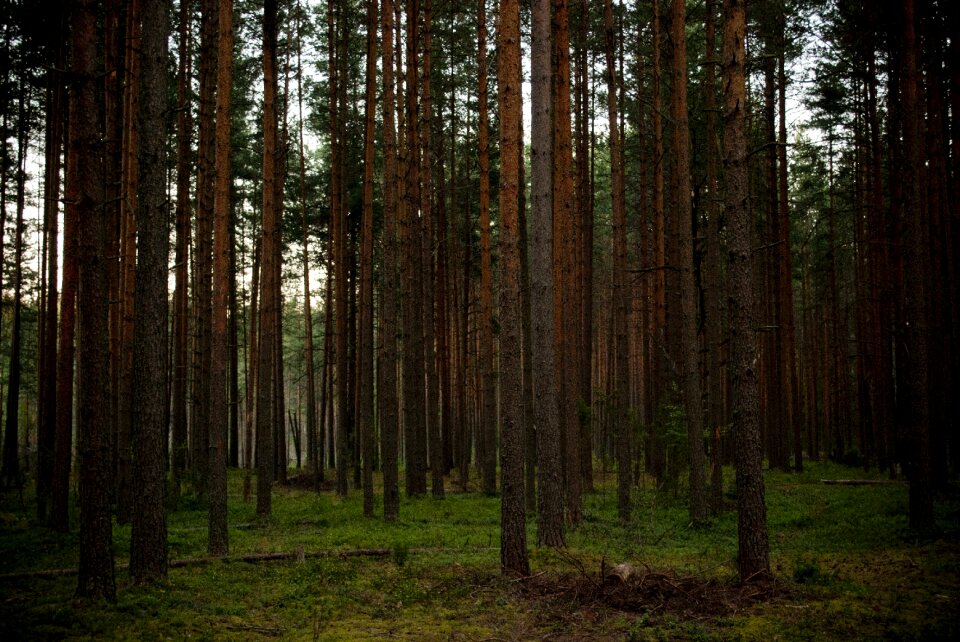 Nature landscape light