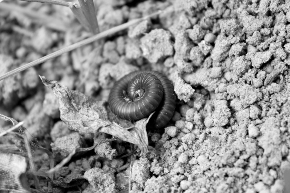 Trigoniulus corallinus