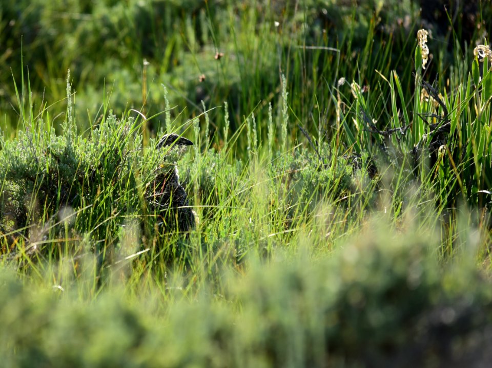 Greater sage-grouse at Arapaho National Wildlife Refuge
