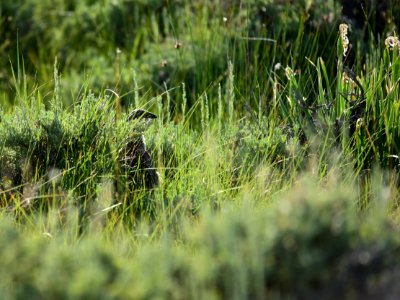 Greater sage-grouse at Arapaho National Wildlife Refuge photo