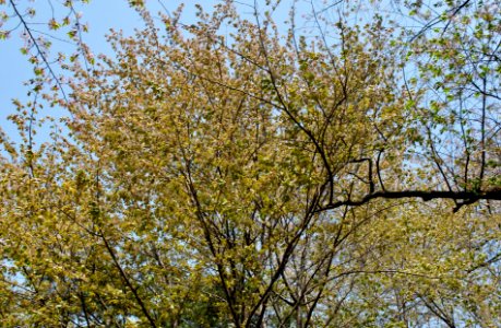 Namsan Park Spring 2016
