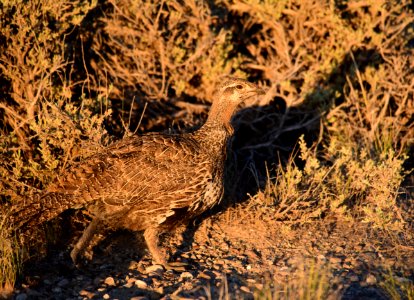 Greater sage-grouse at Seedskadee National Wildlife Refge