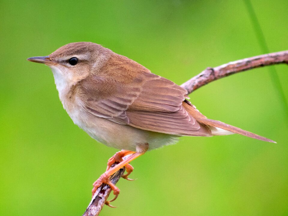 Middendorff's middendorff's grasshopper warbler locustella