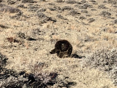 Porcupine Butt photo