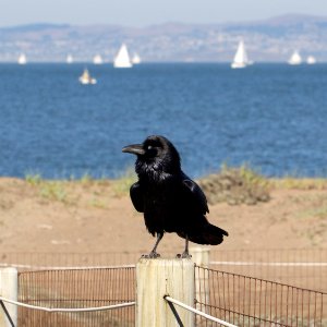 Common raven photo