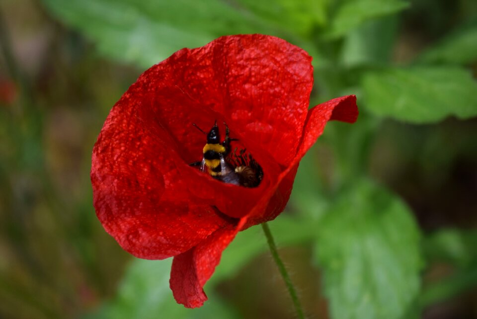 Flowers flower green
