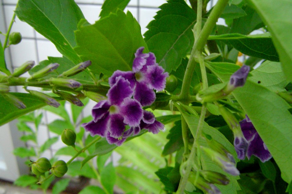 Amethyst to Lilac Flowers