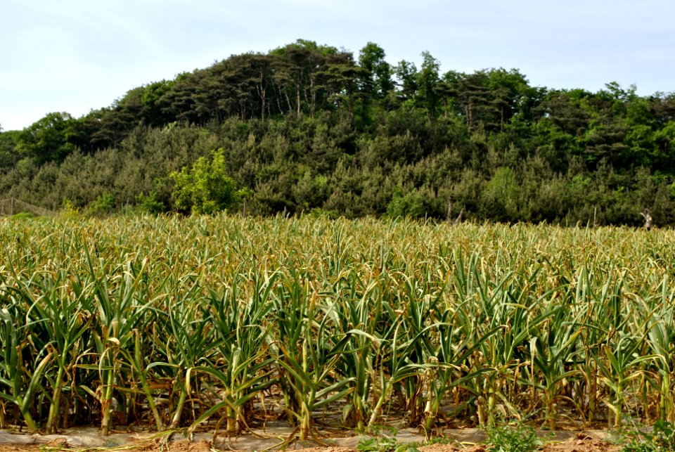 Anmyeondo Farm Area