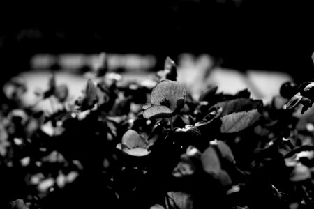 Little flowers