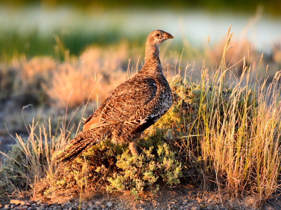 Greater sage-grouse at Seedskadee National Wildlife Refuge