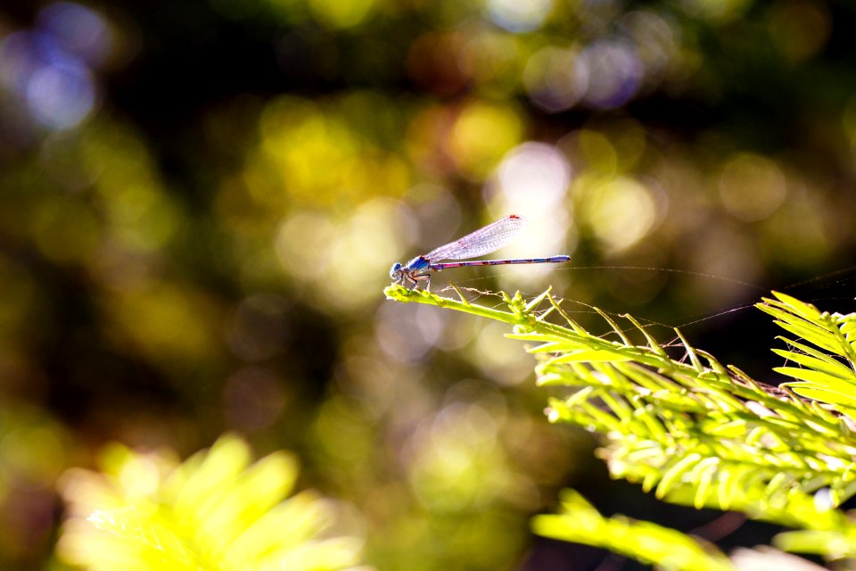 Dragonfly at Big Sur