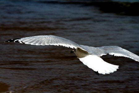 Seagull photo