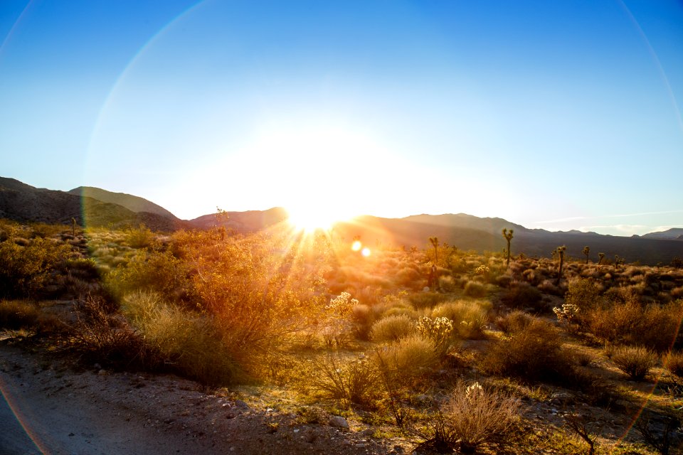 Joshua Tree sunset #2