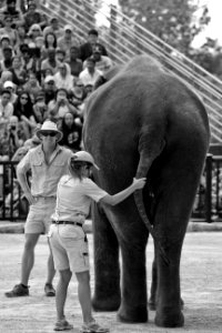 Climbing elephant