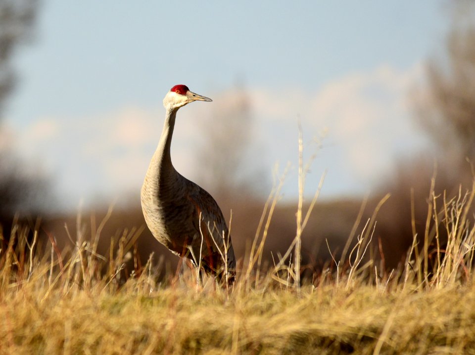 Sandhill crane on Seedskadee National Wildlife Refuge