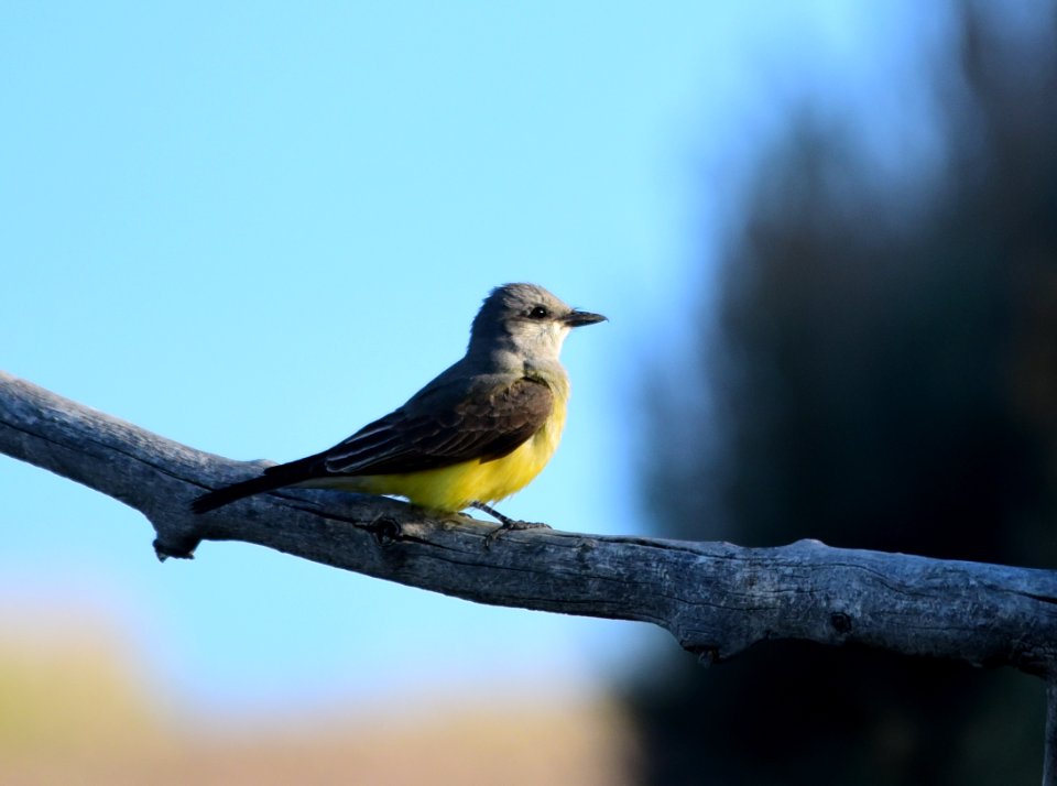 Western Kingbird at Seedskadee National Wildlife Refuge