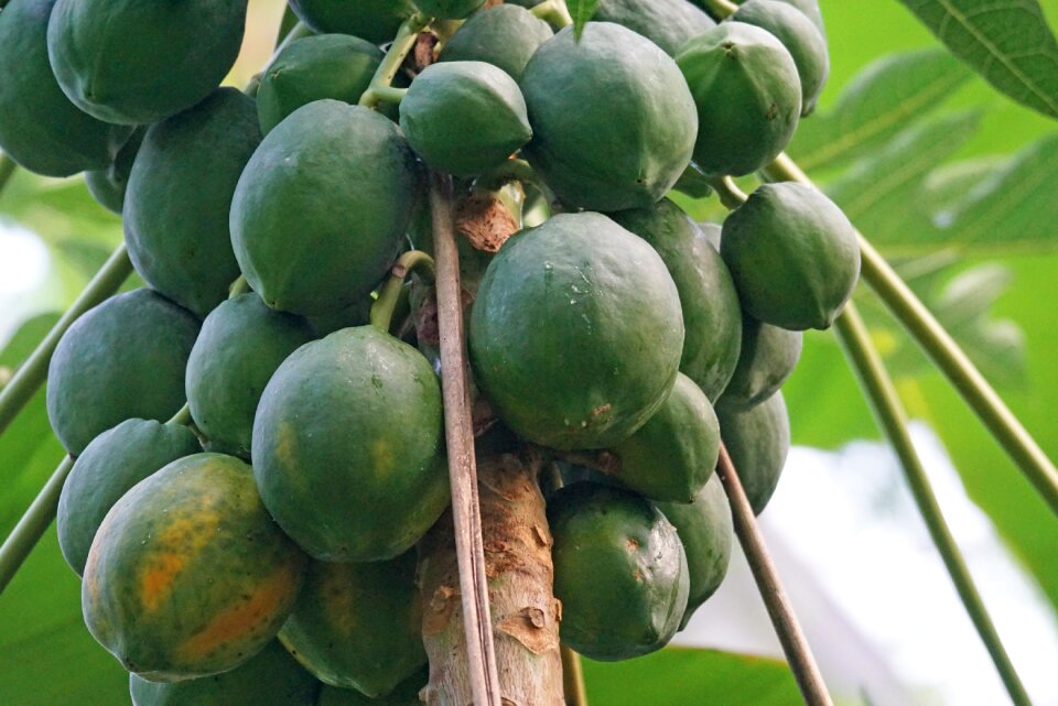 Exotic melon tree eat