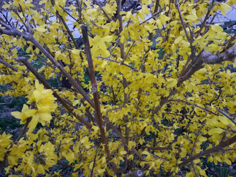 Spring in Korea